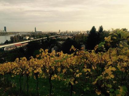 WUNDERSCHÖNES PRESTIGE WEINGARTEN GRUNDSTÜCK 5.132m2 BLICK AUF GANZ WIEN WUNDERSCHÖNES PRESTIGE WEINGARTEN GRUNDSTÜCK 5.132m2 BLICK AUF GANZ WIEN