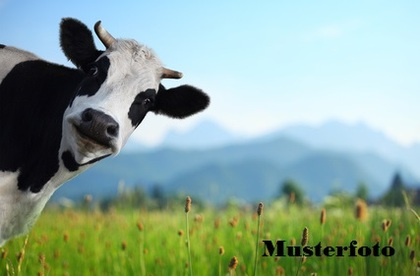 Land- / Forstwirtschaft in 8577 Schönholzerswilen
