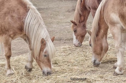 Land- / Forstwirtschaft in 6233 Kramsach