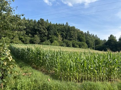 Großzügiges 4.069m² großes, sonniges Baugrundstück Großzügiges 4.069m² großes, sonniges Baugrundstück
