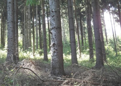 Land- / Forstwirtschaft in 9342 Gurk
