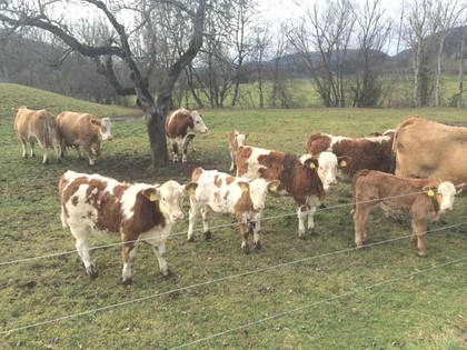 Land- / Forstwirtschaft in 9344 Psein