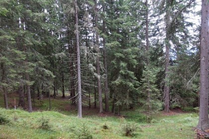 Land- / Forstwirtschaft in 9543 Arriach