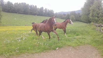Land- / Forstwirtschaft in 9342 Gassarest