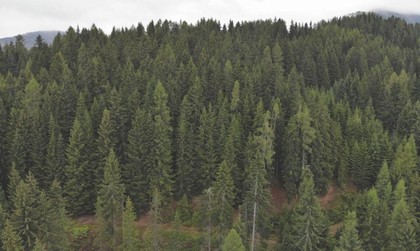 Land- / Forstwirtschaft in 9543 Arriach