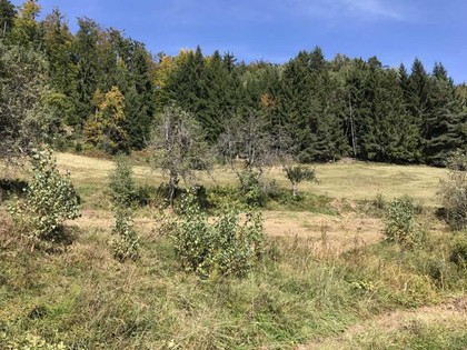 Land- / Forstwirtschaft in 9150 Bleiburg