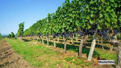 Grundstücke in 55578 Gau-Weinheim