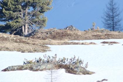 Land- / Forstwirtschaft in 9800 Spittal an der Drau