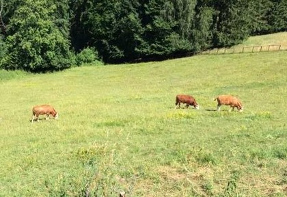 Land- / Forstwirtschaft in 9344 Weitensfeld