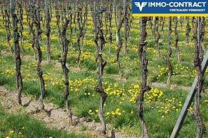 Land- / Forstwirtschaft in 3553 Schiltern