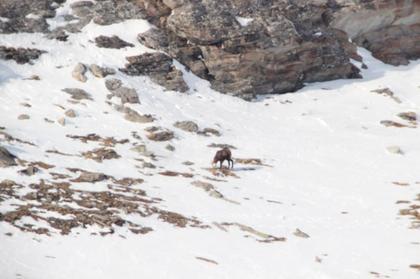 Land- / Forstwirtschaft in 5700 Zell am See