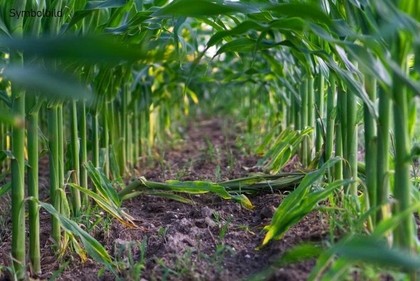 Land- / Forstwirtschaft in 6233 Kramsach