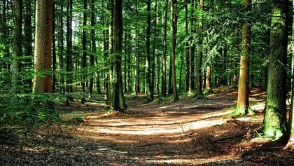 Land- / Forstwirtschaft in 9601 Arnoldstein