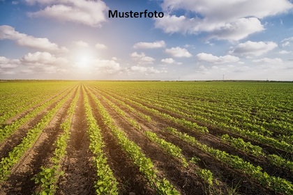 Land- / Forstwirtschaft in 8480 Eichfeld