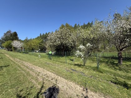 Grundstücke in 3950 Wielands