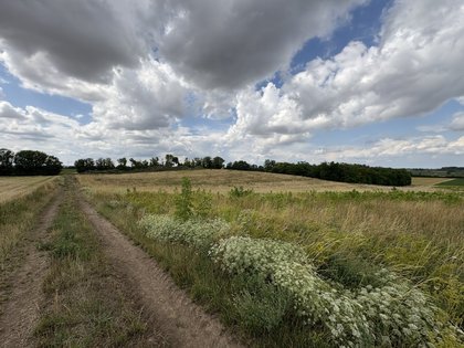 Grundstücke in 2272 Ringelsdorf-Niederabsdorf
