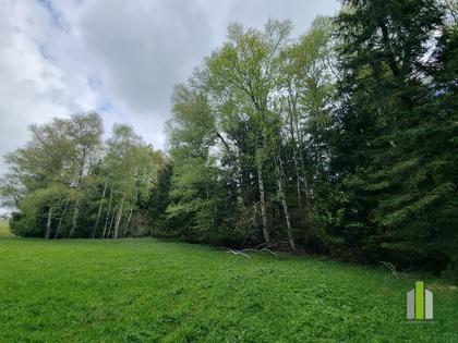 Grünland mit angrenzendem Waldstück in sonniger Lage ? Obertrum am Haunsberg Grünland mit angrenzendem Waldstück in sonniger Lage ? Obertrum am Haunsberg