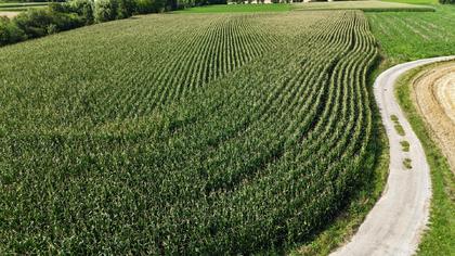 Land- / Forstwirtschaft in 3243 Sankt Leonhard am Forst
