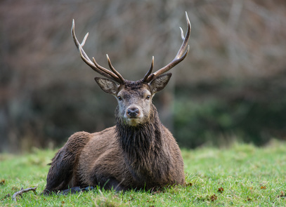 EIGENJAGD EIGENJAGD