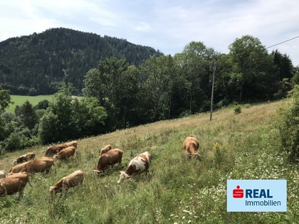 Grundstücke in 9560 Steuerberg