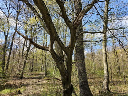 Waldgrundstück mit gepflegtem Baumbestand zu verkaufen Waldgrundstück mit gepflegtem Baumbestand zu verkaufen