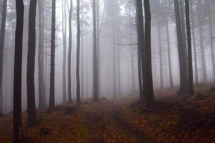 Großes Waldgrundstück mit gepflegtem Baumbestand zu verkaufen Großes Waldgrundstück mit gepflegtem Baumbestand zu verkaufen