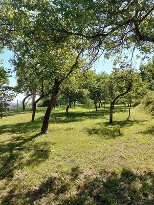 Marillengarten bzw. Freizeitgrundstück in Krems mit einzigartiger Wachaulage und Donaublick. Marillengarten bzw. Freizeitgrundstück in Krems mit einzigartiger Wachaulage und Donaublick.