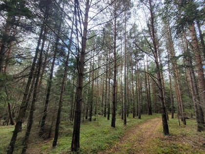 8 Hektar Wald auf 2 Parzellen im Waldviertel 8 Hektar Wald auf 2 Parzellen im Waldviertel